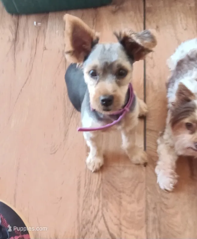Luna – Yorkshire Terrier puppy for sale in Clyde, NY