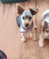 Luna, a female Yorkshire Terrier for sale in Clyde, NY – 1 of 3