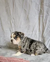 Exotic Merle Freelance Bulldog, a female English Bulldog and French Bulldog for sale in Clyde, NY – 3 of 9