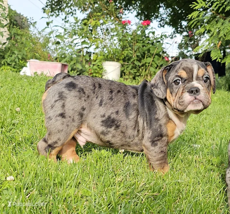 Meldros – French Bulldog, Pug puppy for sale in Clyde, NY