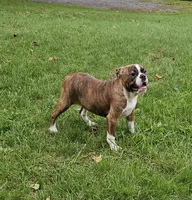 HALF PRICE! Tiger Girl, a male English Bulldog and French Bulldog for sale in Clyde, NY – 4 of 10