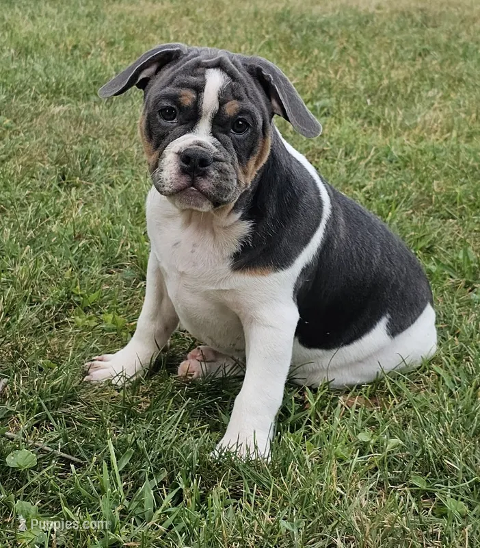 Blue Bubba – English Bulldog, French Bulldog puppy for sale in Clyde, NY