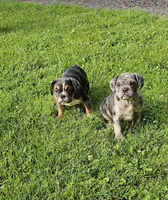 Meldros, a male French Bulldog and Pug for sale in Clyde, NY – 2 of 3