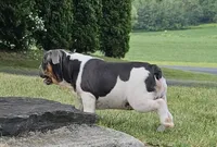 Blue Bubba, a male English Bulldog and French Bulldog for sale in Clyde, NY – 4 of 5