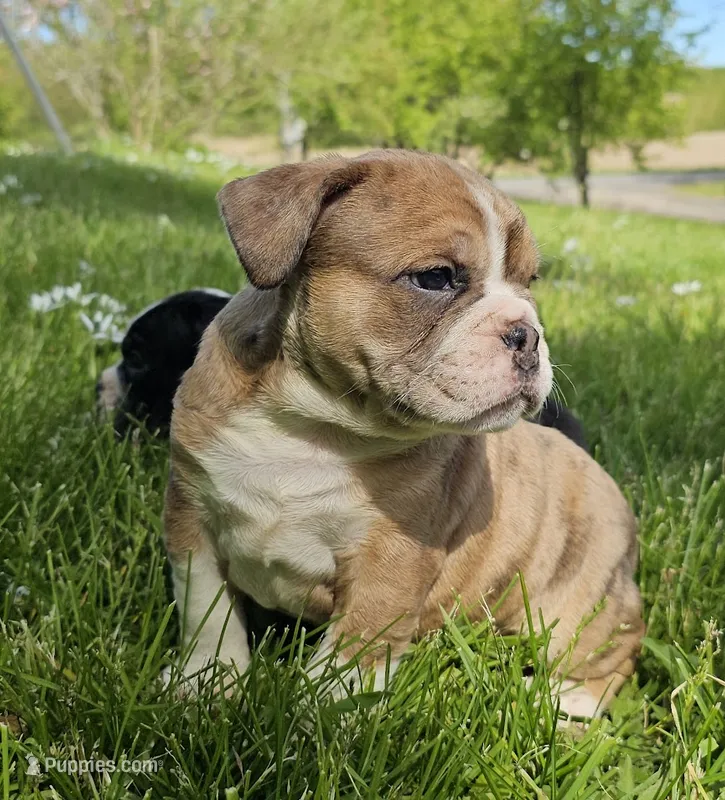 Seal Merle Boy  – English Bulldog, French Bulldog puppy for sale in Clyde, NY