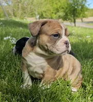 Seal Merle Boy , a male English Bulldog and French Bulldog for sale in Clyde, NY – 1 of 9