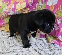 SALE! Mini Dolly Dimples, a female English Bulldog and French Bulldog for sale in Clyde, NY – 8 of 8