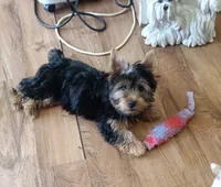 Luna, a female Yorkshire Terrier for sale in Clyde, NY – 3 of 3