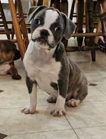 SALE! Sashay, a female French Bulldog and Pug for sale in Clyde, NY – 3 of 10