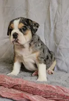 Exotic Merle Freelance Bulldog, a female English Bulldog and French Bulldog for sale in Clyde, NY – 6 of 9