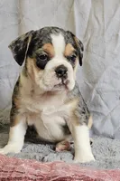 Exotic Merle Freelance Bulldog, a female English Bulldog and French Bulldog for sale in Clyde, NY – 7 of 9
