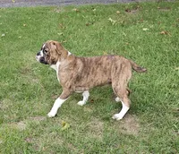 HALF PRICE! Tiger Girl, a male English Bulldog and French Bulldog for sale in Clyde, NY – 6 of 10