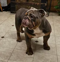 Seal Merle Boy , a male English Bulldog and French Bulldog for sale in Clyde, NY – 8 of 9