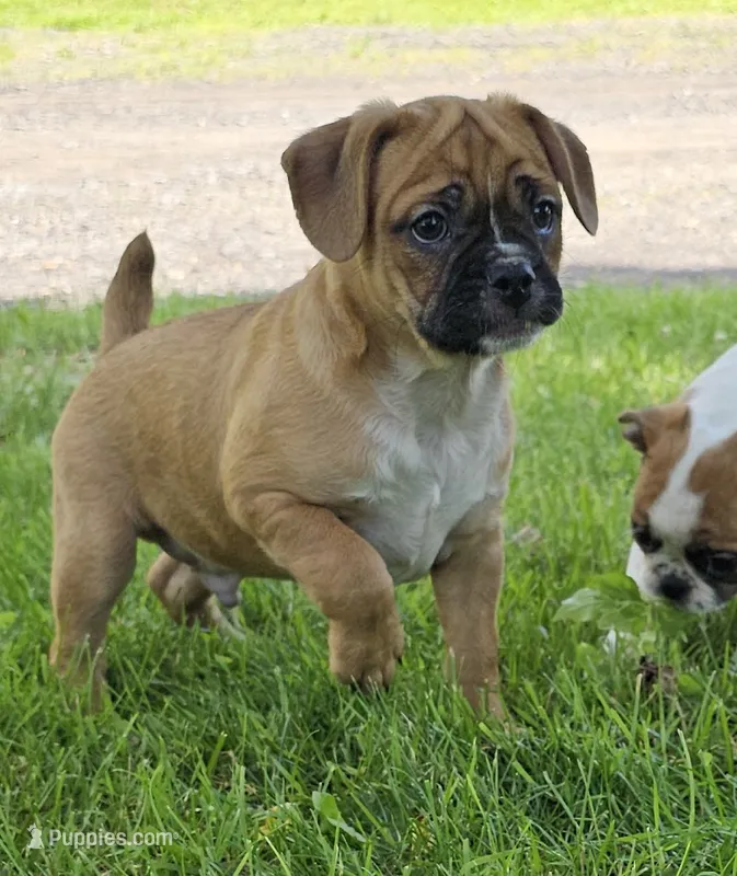 Punkin Pie – French Bulldog, Cavalier King Charles Spaniel puppy for sale in Clyde, NY