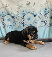 Modge, a male French Bulldog and Cavalier King Charles Spaniel for sale in Clyde, NY – 3 of 8