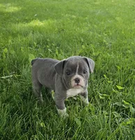 True Blue, a male English Bulldog and French Bulldog for sale in Clyde, NY – 4 of 7