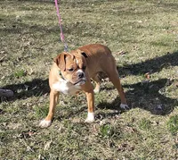 Rollo, a male English Bulldog and French Bulldog for sale in Clyde, NY – 7 of 8