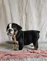 Freelance White Paw, a female English Bulldog and French Bulldog for sale in Clyde, NY – 3 of 4
