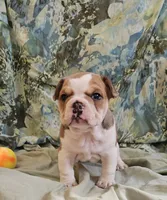 Gold Star Boy, a male English Bulldog and French Bulldog for sale in Clyde, NY – 2 of 7