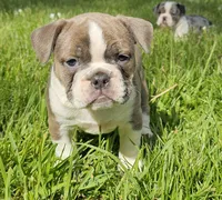 Seal Color Girl, a female English Bulldog and French Bulldog for sale in Clyde, NY – 5 of 7