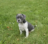 Blue Speck, a female English Bulldog and French Bulldog for sale in Clyde, NY – 2 of 10