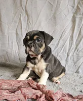Freelance Blue Girl, a female English Bulldog and French Bulldog for sale in Clyde, NY – 5 of 6