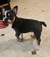 Mini Bulldog Blue Tri, a female English Bulldog and French Bulldog for sale in Clyde, NY – Photo 4 of 10