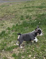 Mini Bulldog Blue Tri, a female English Bulldog and French Bulldog for sale in Clyde, NY – Photo 7 of 10