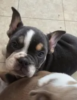 Mini Bulldog Blue Tri, a female English Bulldog and French Bulldog for sale in Clyde, NY – Photo 3 of 10