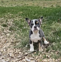 Mini Bulldog Blue Tri, a female English Bulldog and French Bulldog for sale in Clyde, NY – Photo 6 of 10