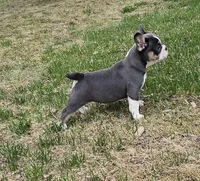 Mini Bulldog Blue Tri, a female English Bulldog and French Bulldog for sale in Clyde, NY – Photo 9 of 10