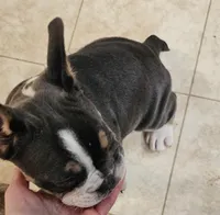 Mini Bulldog Blue Tri, a female English Bulldog and French Bulldog for sale in Clyde, NY – Photo 5 of 10