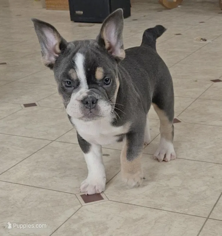 Mini Bulldog Blue Tri – English Bulldog, French Bulldog puppy for sale in Clyde, NY
