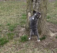 Mini Bulldog Blue Tri, a female English Bulldog and French Bulldog for sale in Clyde, NY – Photo 10 of 10