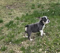 Mini Bulldog Blue Tri, a female English Bulldog and French Bulldog for sale in Clyde, NY – Photo 8 of 10