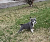Mini Bulldog Blue Tri, a female English Bulldog and French Bulldog for sale in Clyde, NY – Photo 2 of 10