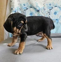 Modge, a male French Bulldog and Cavalier King Charles Spaniel for sale in Clyde, NY – 6 of 8