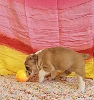 Gold Star Girl, a female English Bulldog and French Bulldog for sale in Clyde, NY – 6 of 8