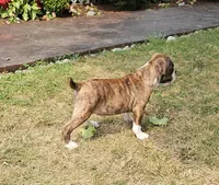 Tiger Girl, a male English Bulldog and French Bulldog for sale in Clyde, NY – 2 of 2