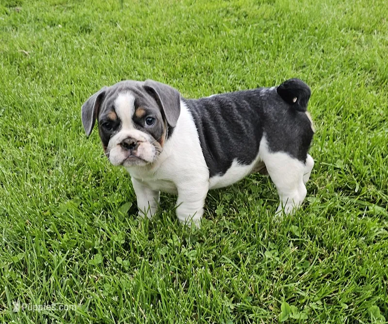 Magnum – French Bulldog, Pug puppy for sale in Clyde, NY