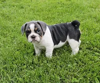 Magnum, a male French Bulldog and Pug for sale in Clyde, NY – 1 of 4