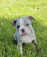 Merle Tri Boy, a male English Bulldog and French Bulldog for sale in Clyde, NY – 8 of 9