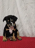 Dolly, a female English Bulldog and Puggle for sale in Clyde, NY – 2 of 3