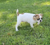 Oscar Pie, a male French Bulldog and Cavalier King Charles Spaniel for sale in Clyde, NY – 4 of 9