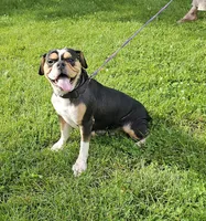 Blue Speck, a female English Bulldog and French Bulldog for sale in Clyde, NY – 10 of 10