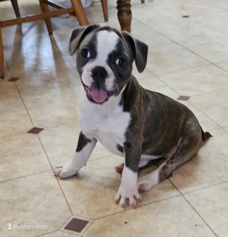 SALE! Sashay – French Bulldog, Pug puppy for sale in Clyde, NY
