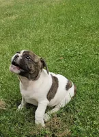 Rollo, a male English Bulldog and French Bulldog for sale in Clyde, NY – 4 of 8