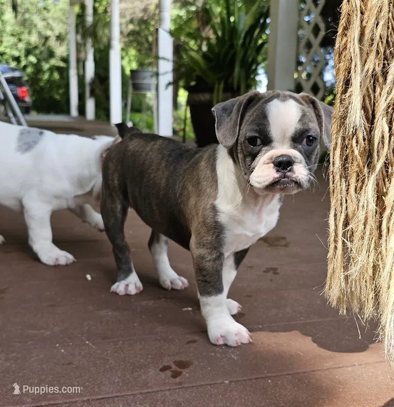 Sashay – French Bulldog, Pug puppy for sale in Clyde, NY