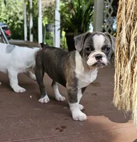 SALE! Sashay, a female French Bulldog and Pug for sale in Clyde, NY – 5 of 10