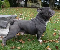 True Blue, a male English Bulldog and French Bulldog for sale in Clyde, NY – 7 of 7